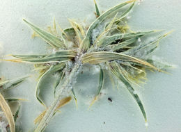 Image of false buffalograss