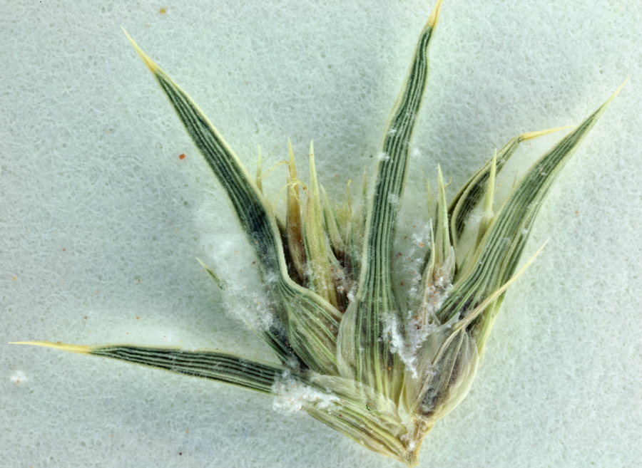 Image of false buffalograss