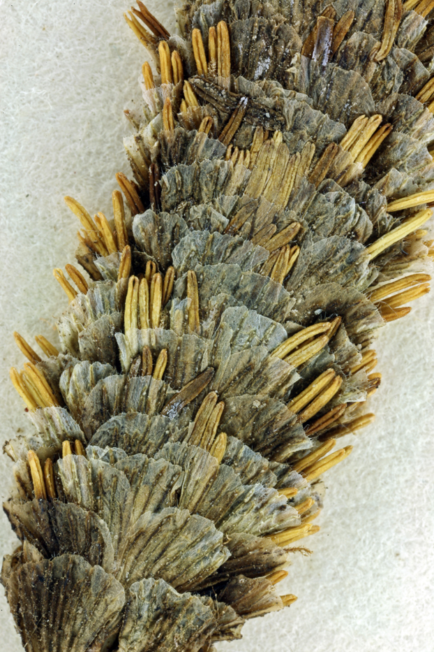 Image of Colusa Grass
