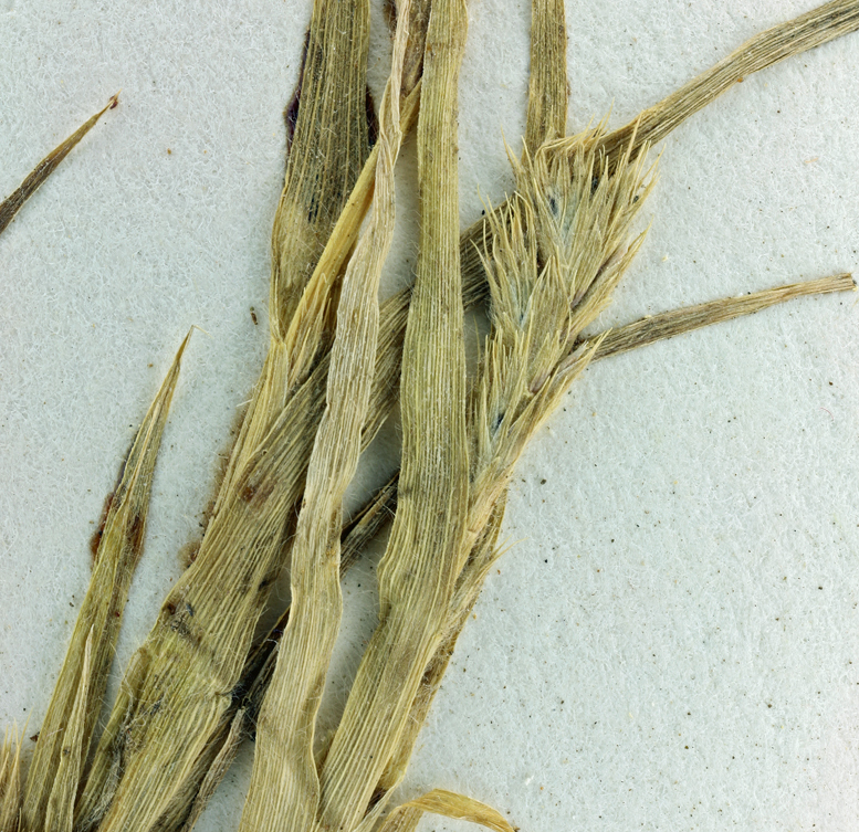 Image of California Orcutt grass