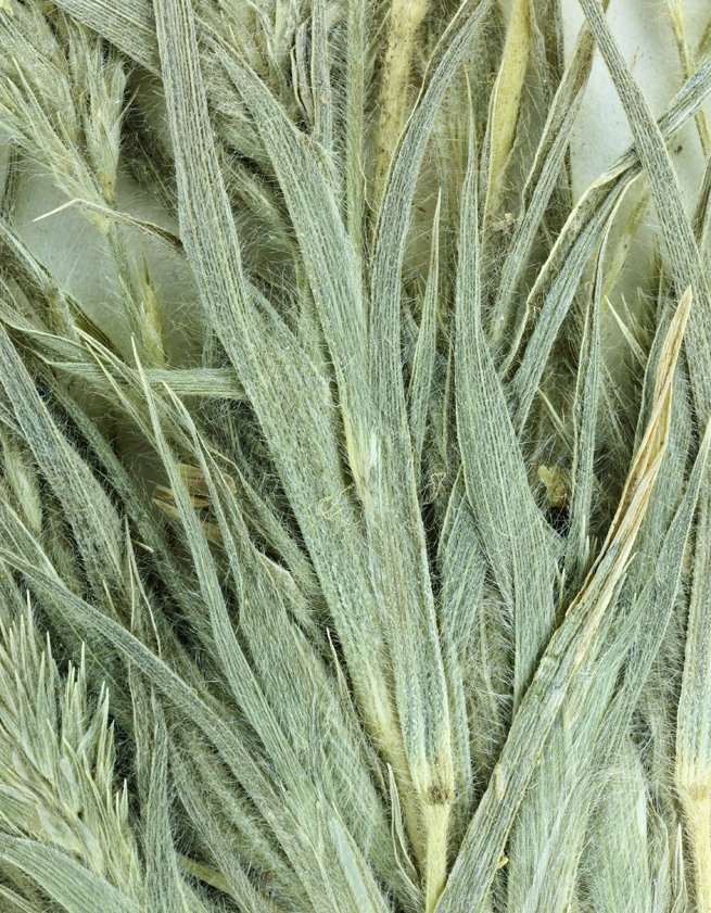 Image of San Joaquin Valley Orcutt Grass