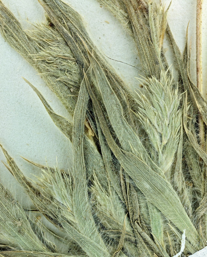 Image of San Joaquin Valley Orcutt Grass