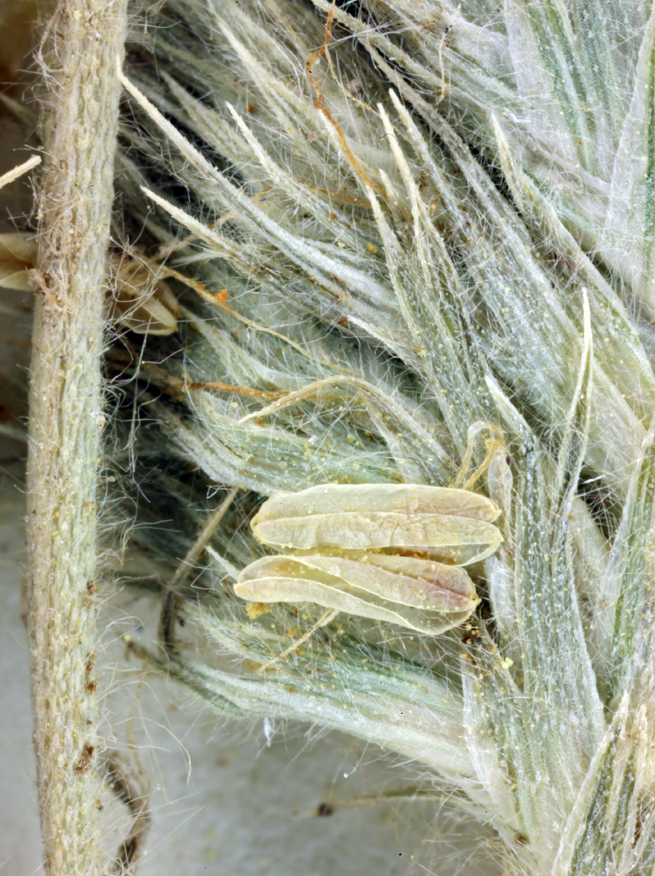 Image of San Joaquin Valley Orcutt Grass