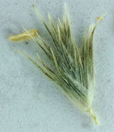 Image of San Joaquin Valley Orcutt Grass