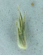 Image of San Joaquin Valley Orcutt Grass