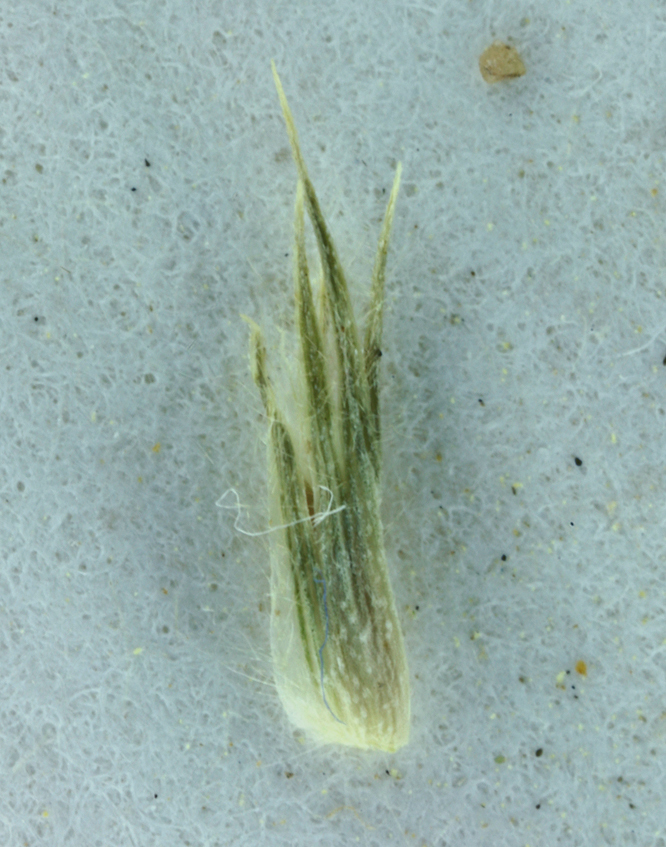 Image of San Joaquin Valley Orcutt Grass