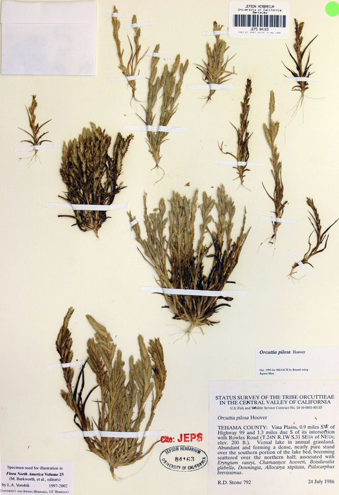 Image of hairy Orcutt grass