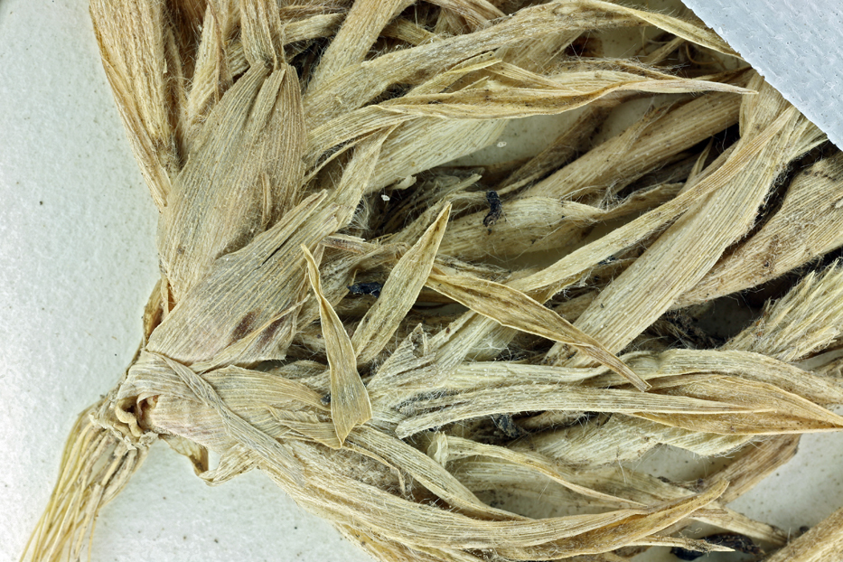 Image of hairy Orcutt grass