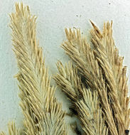 Image of hairy Orcutt grass