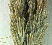 Image of hairy Orcutt grass