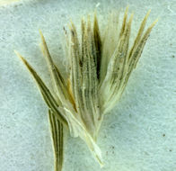 Image of hairy Orcutt grass