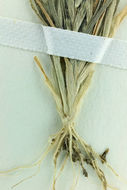 Image of slender Orcutt grass