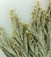 Image of slender Orcutt grass