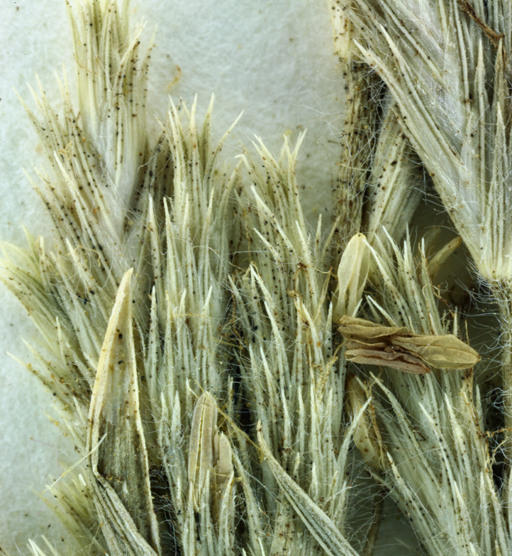 Image of slender Orcutt grass