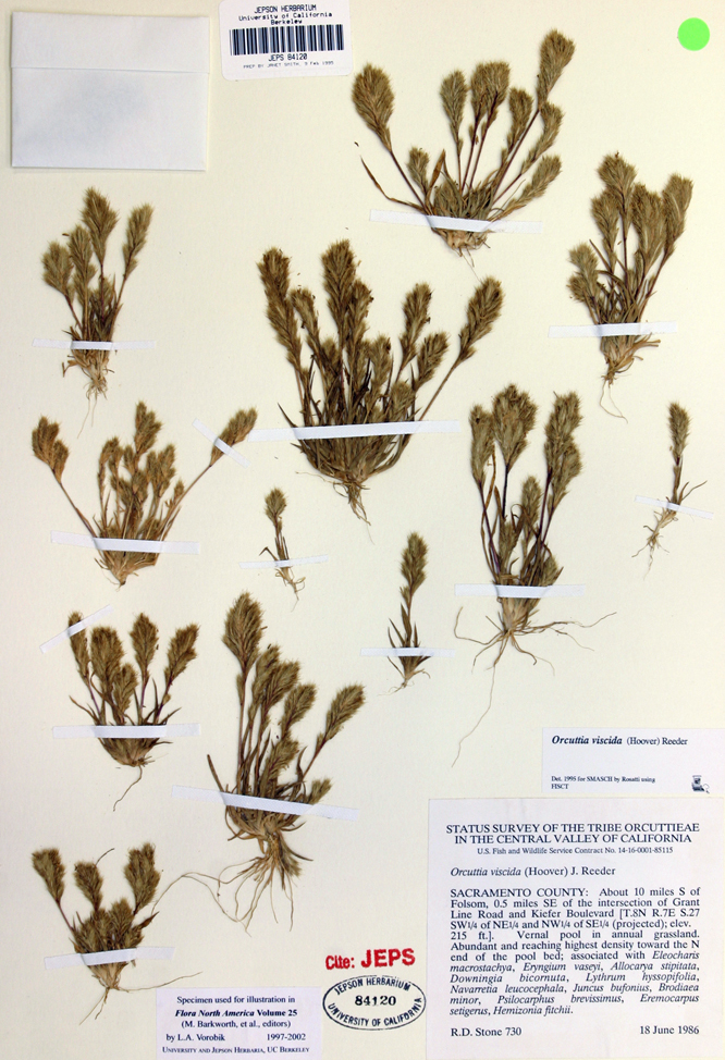 Image of Sacramento Orcutt grass