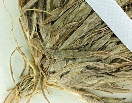 Image of Sacramento Orcutt grass