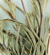 Image of Sacramento Orcutt grass