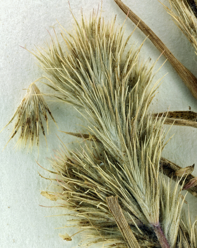 Image of Sacramento Orcutt grass