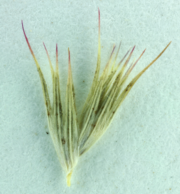 Image of Sacramento Orcutt grass