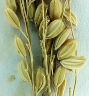 Image of rice