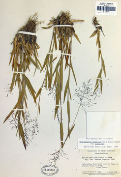 Imagem de Panicum acuminatum Sw.