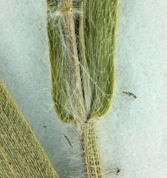 Image de Panicum acuminatum Sw.