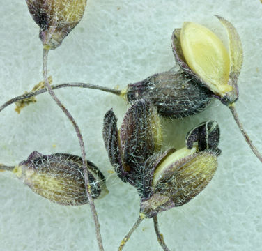 Image of tapered rosette grass