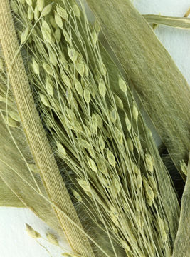 Imagem de Panicum capillare L.