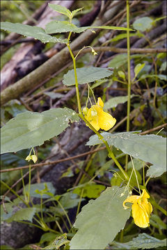 Image of Jewelweed