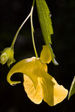Image of Jewelweed