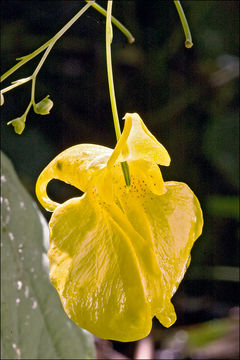 Image of Jewelweed