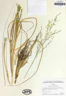 Imagem de Panicum urvilleanum Kunth