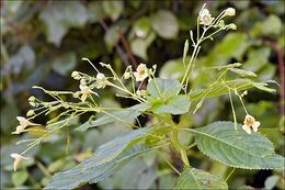 Impatiens parviflora DC. resmi