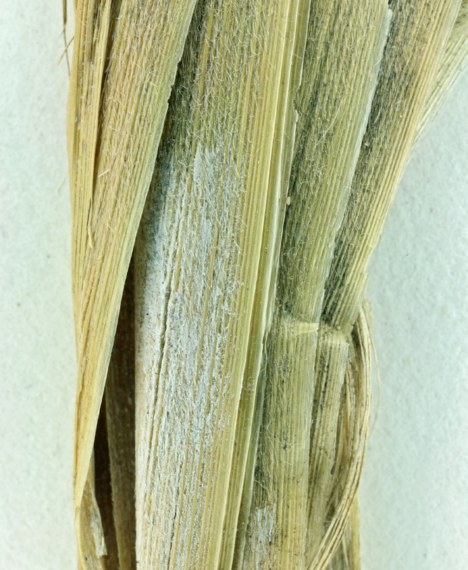 Imagem de Panicum urvilleanum Kunth