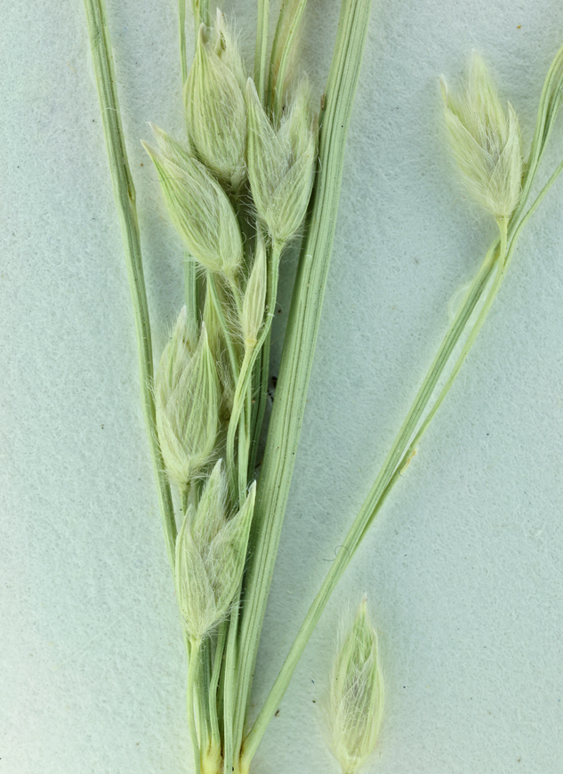 Imagem de Panicum urvilleanum Kunth