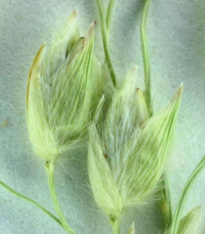 Imagem de Panicum urvilleanum Kunth