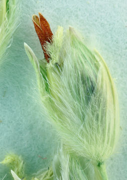 Image of desert panicgrass