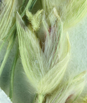 Image of desert panicgrass