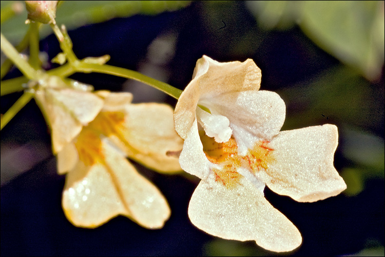 Image of small balsam