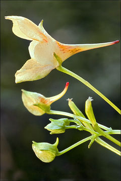 Impatiens parviflora DC. resmi