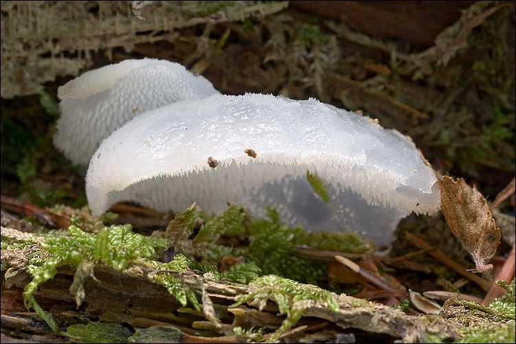 Image of Pseudohydnum gelatinosum (Scop.) P. Karst. 1868