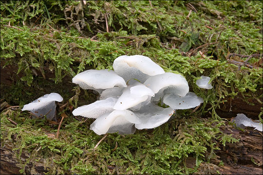 Image of Pseudohydnum gelatinosum (Scop.) P. Karst. 1868