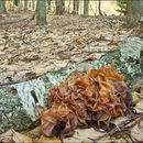 Image of Jelly Fungus