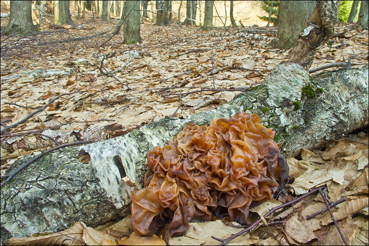 Image de <i>Tremella foliacea</i>