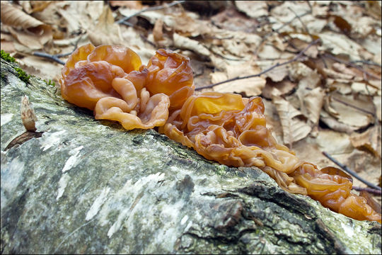 Image de <i>Tremella foliacea</i>