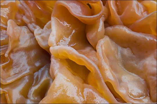 Image de <i>Tremella foliacea</i>