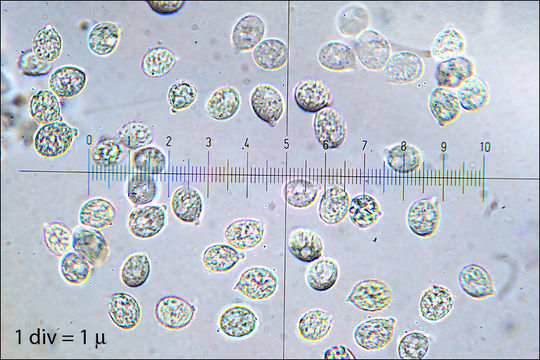 Image de <i>Tremella foliacea</i>