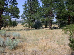 Image of sticky goldenweed