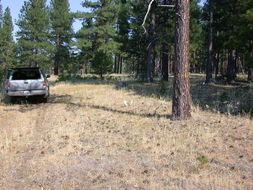 Image of sticky goldenweed