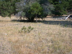 Image of sticky goldenweed